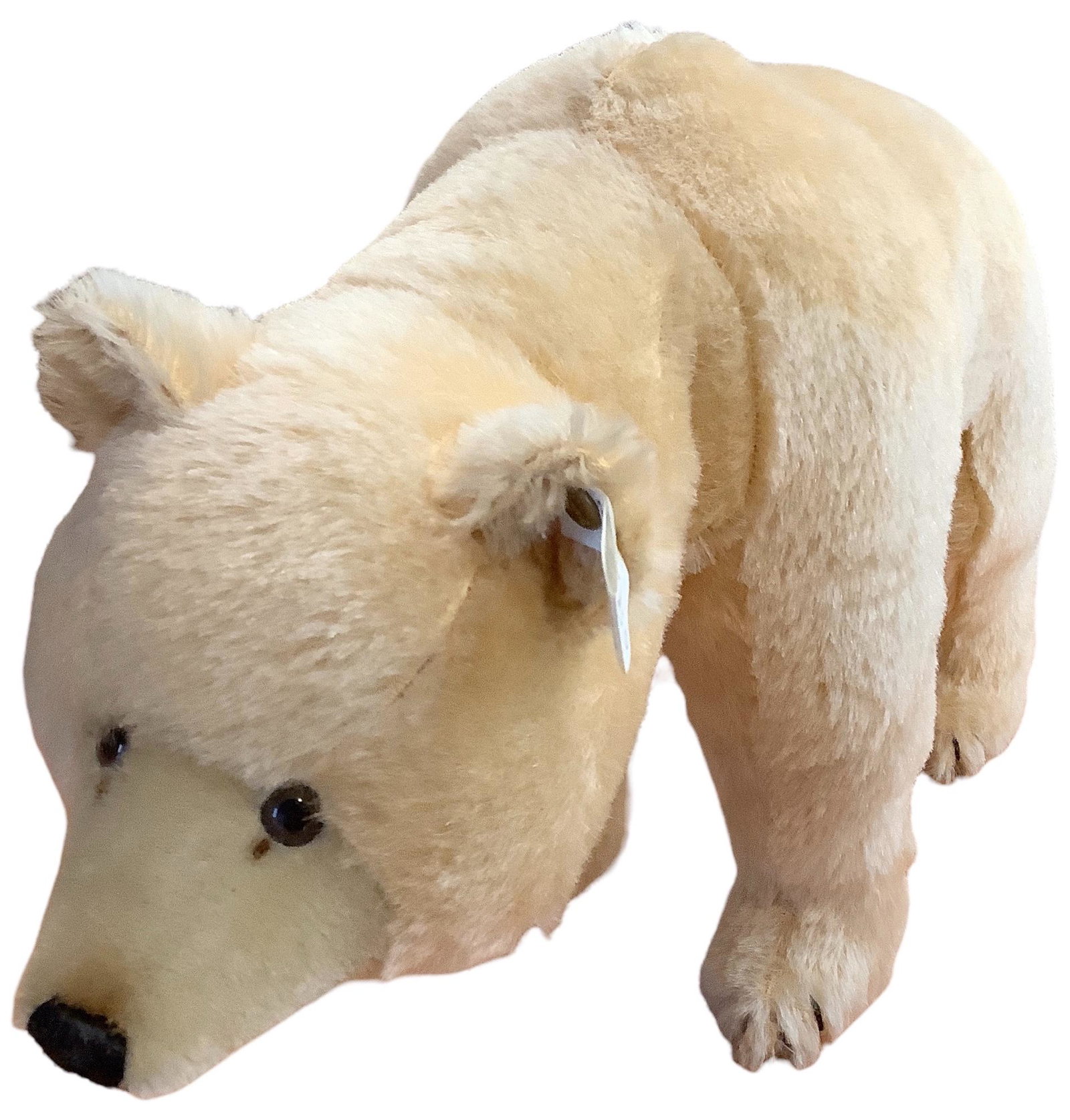 Steiff Bear w/ neck mechanism #116/3000 w/ original box (no lid for box): Steiff Bear w/ neck mechanism #116/3000 w/ original box (no lid for box)