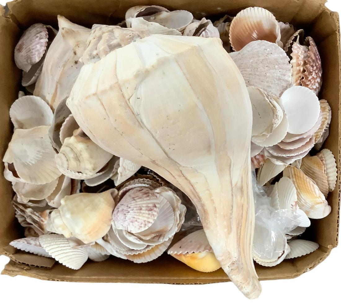 Lot of shells.: Lot of shells.