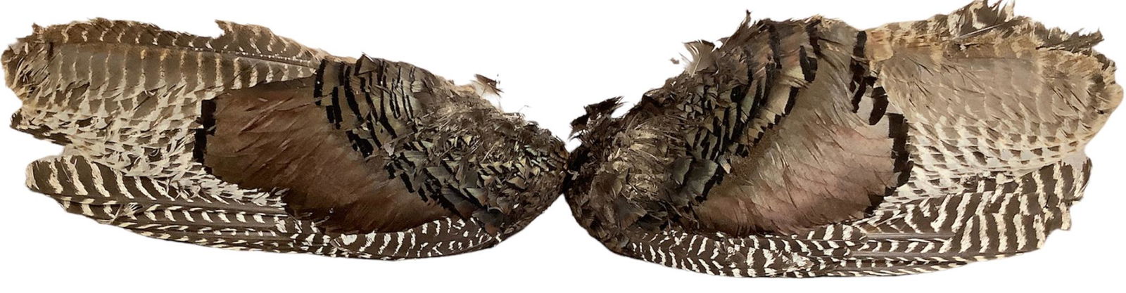 Lot of 2 turkey wing feather fans (right and left), each approximately 20”w x 8”h. (1 of 1)