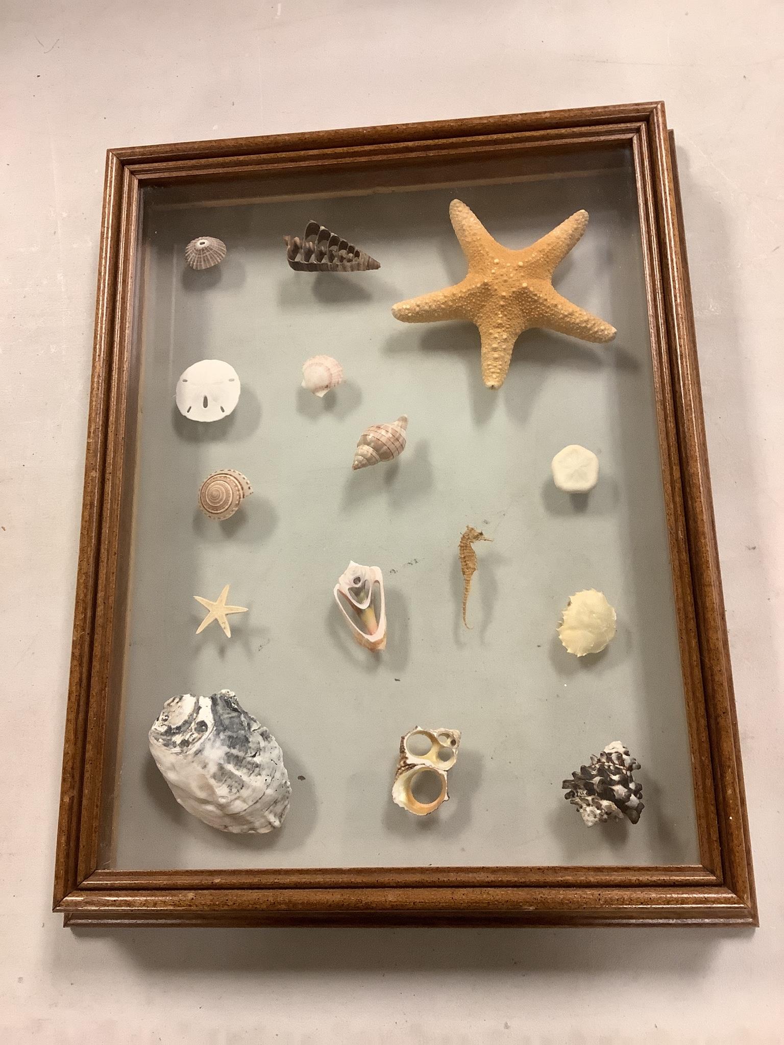 Sea shells and sea horse in a shadow box wall hanging measuring 14" x 17 1/2". They are secured to (1 of 1)