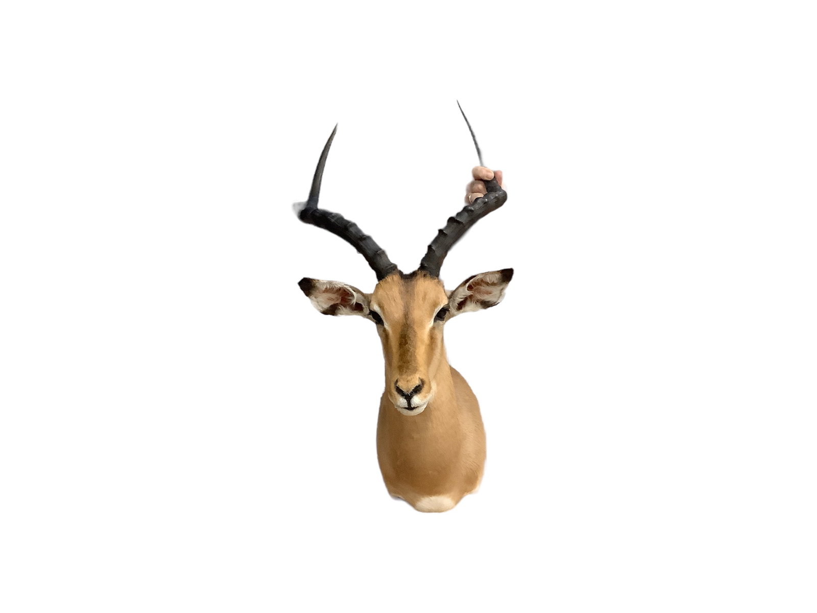 Southern Impala Head Mount: No missing fur. Measures 26” from bottom of neck to top of head.