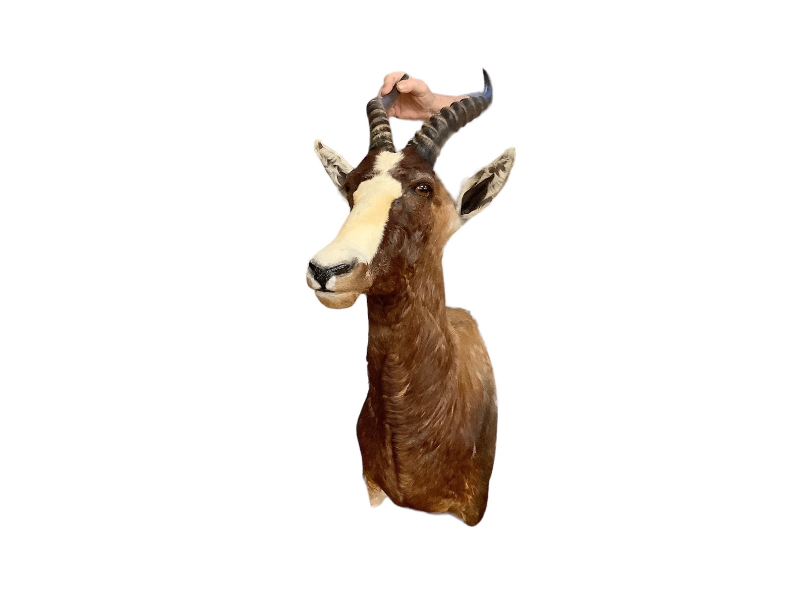 Common Blesbok Head Mount: Measures 29 1/2" from bottom of the neck to top of the head.