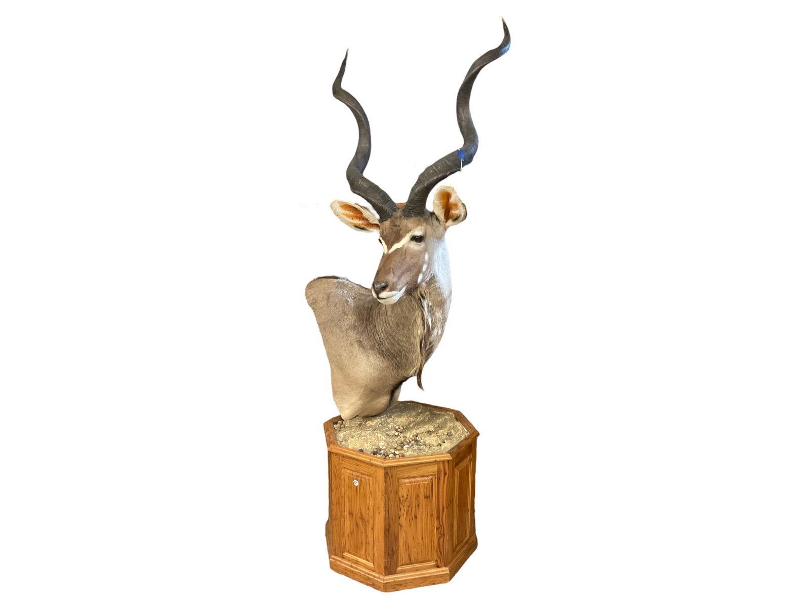 Southern Greater Kudu Shoulder Mount: Measures 39” from bottom of the shoulder to the top of the head.