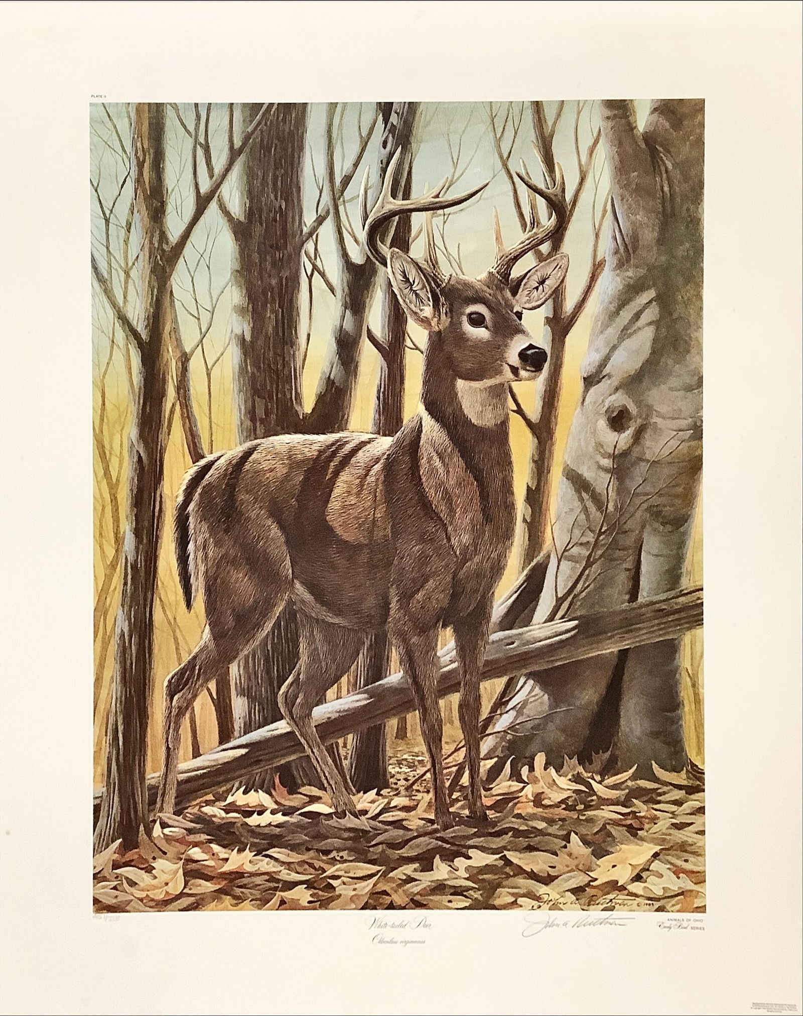 Limited Edition Signed Print, "White-Tailed Deer" 25 x 21 in. (63.5 x 53.3 cm.) (1 of 3)