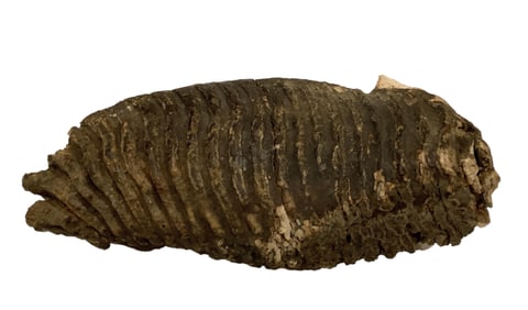 Wooly Mammoth Tooth