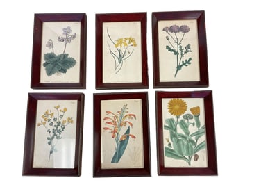 (6) Botanical Prints