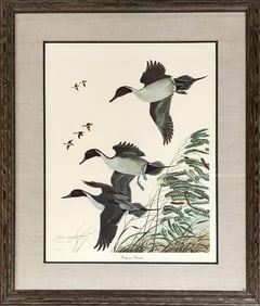 Limited Edition Print of Oakgrove Pintails Print measures 13.25" x 17.5"; frame measures 22" x 26".