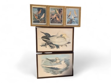 Birds! Three Small and Two Medium Framed Pictures
