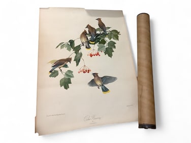 Audubon Lithograph of Cedar Wax Wing Copyright 1942