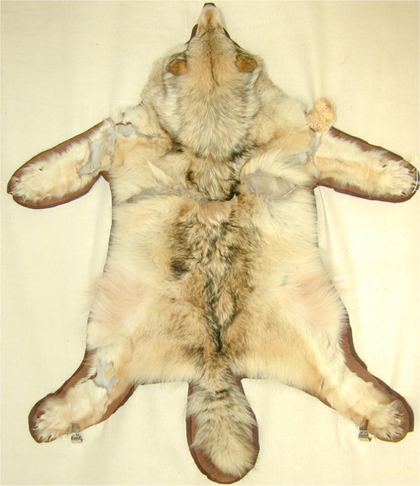 WHITE WOLF SKIN RUG 56 X 68