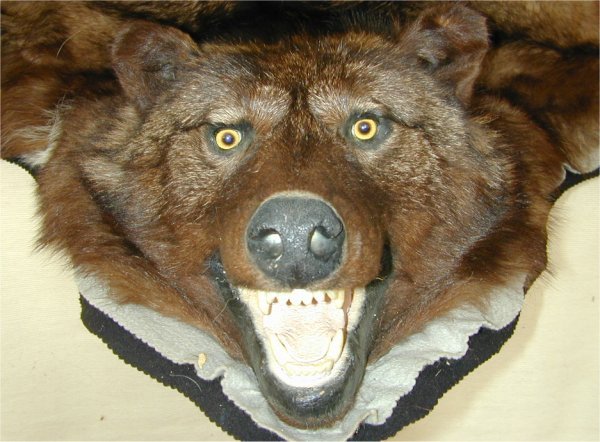 DARK WOLF SKIN RUG 56 X 80 - 2