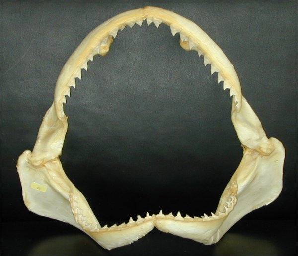 SHARK JAWS