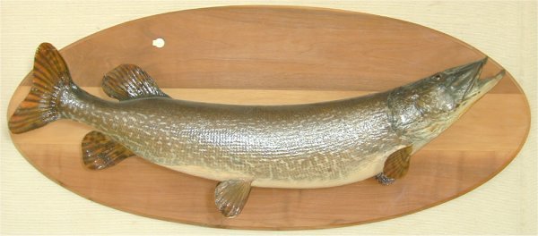 GREAT NORTHERN PIKE MOUNT 39" L