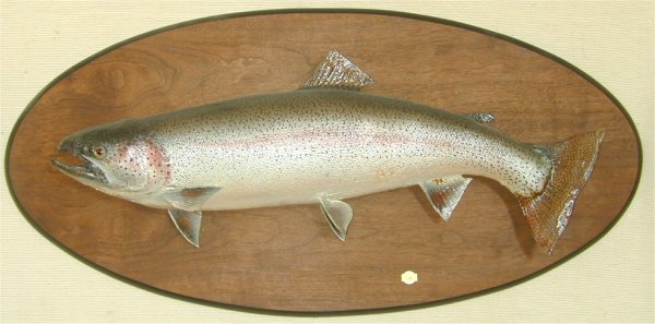 STEEL HEAD TROUT MOUNT 29" L