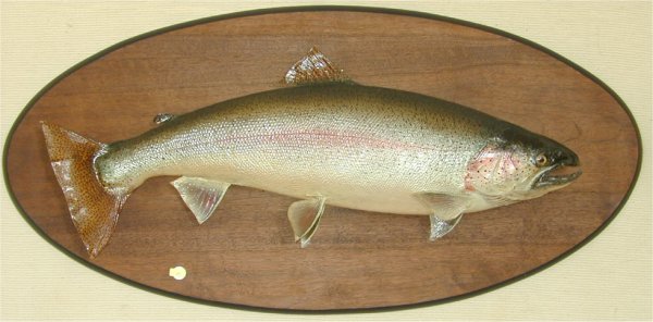 STEEL HEAD TROUT MOUNT 29" L