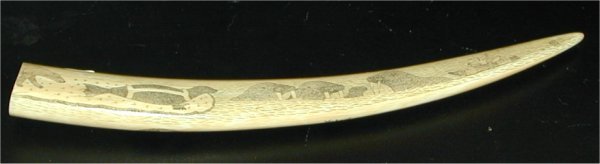 SCRIMSHAW WALRUS TUSK 11 1/2" L