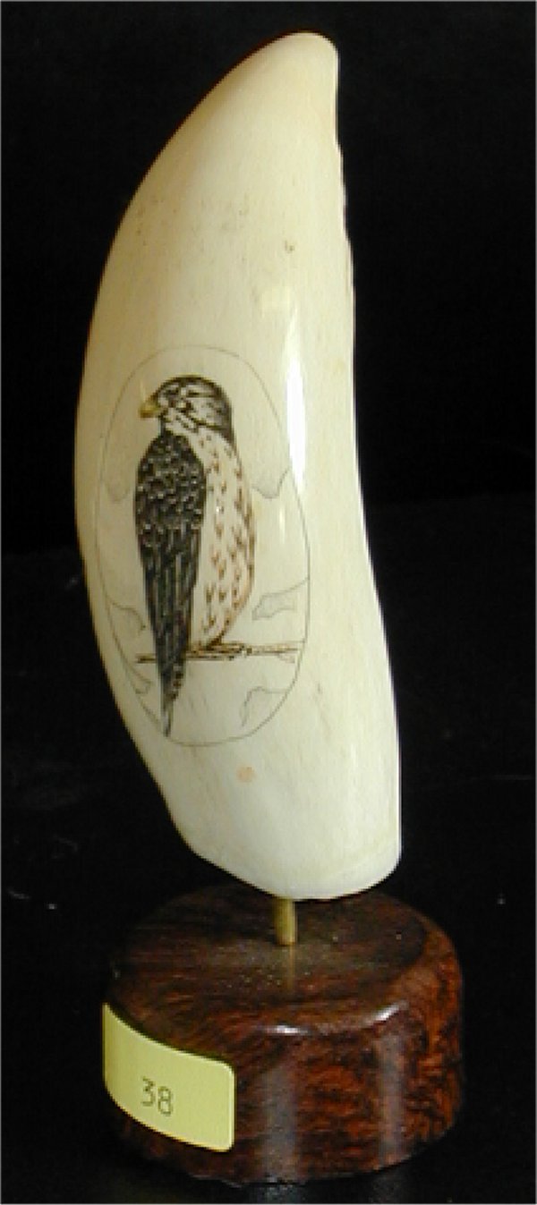 SCRIMSHAW CARVING