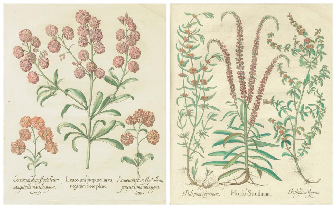 A PAIR OF FRAMED GERMAN HAND COLORED BOTANICAL (1 of 10)