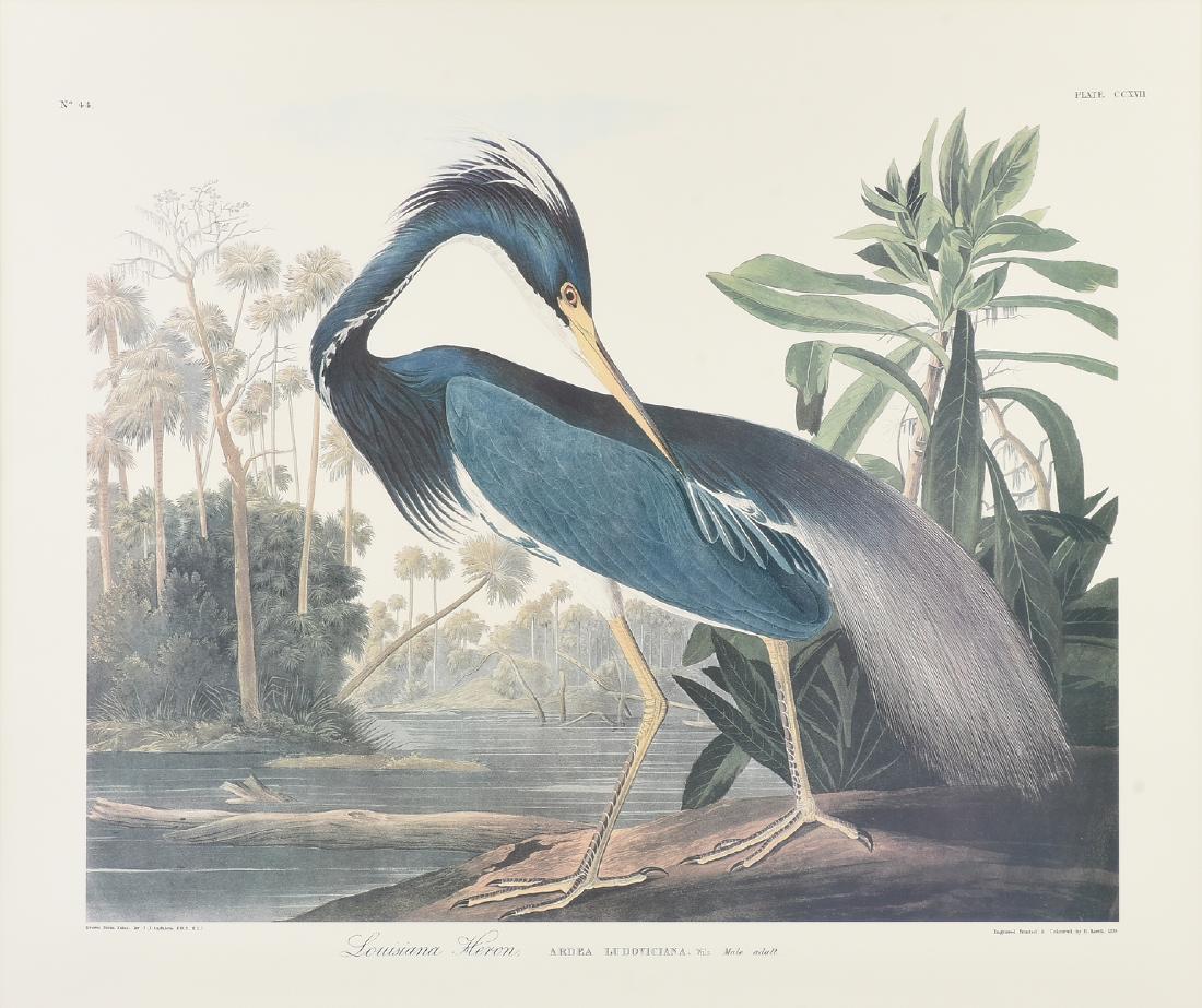after JOHN JAMES AUDUBON (French/American 1785-1851) A (1 of 8)