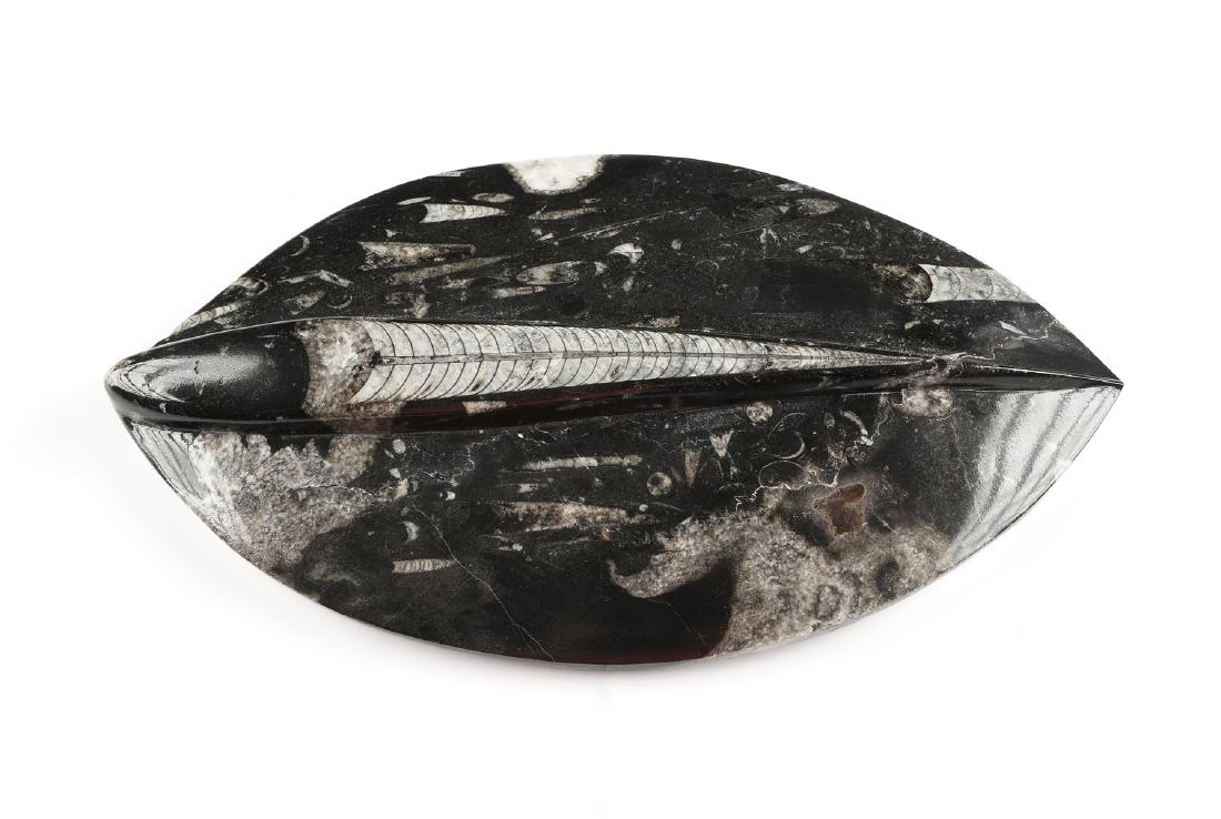 AN ORTHOCERAS FOSSIL, DEVONIAN PERIOD (Circa (1 of 5)