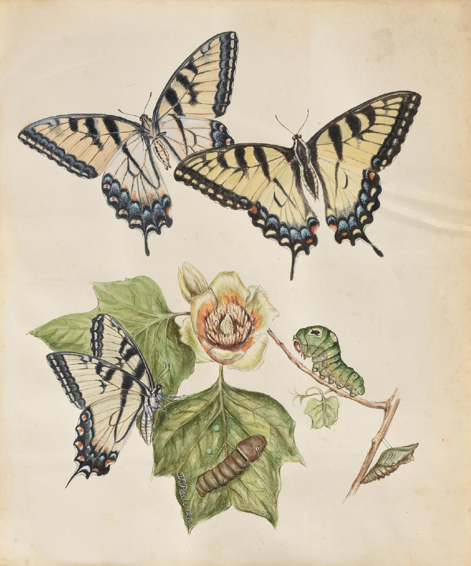 TITIAN RAMSAY PEALE (American 1799-1885) A PAINTING,: TITIAN RAMSAY PEALE (American 1799-1885) A PAINTING, "Metamorphosis of the Female Eastern Tiger Swallowtail Butterfly (Papilio Glaucus) with American Tulip Poplar (Liriodendron Tulipifera) Leaves," in