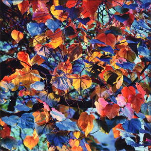 CHRISTOPHER BURKETT (American b. 1951) A PHOTOGRAPH,: CHRISTOPHER BURKETT (American b. 1951) A PHOTOGRAPH, "Resplendent Leaves at Sunset, 2002," signed in pencil L/R on the mat. 20" x 20"