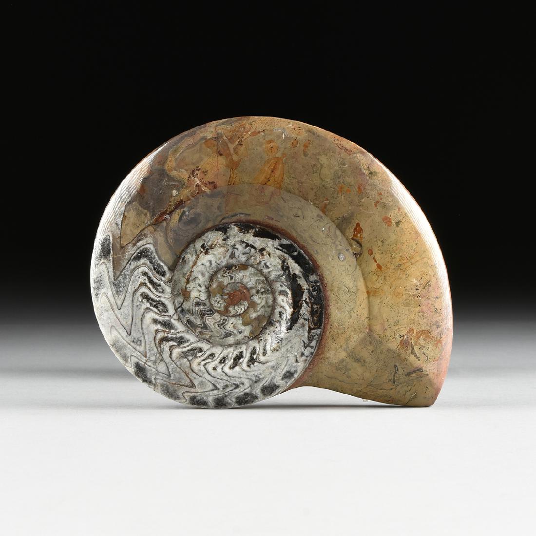 A MOROCCAN DEVONIAN AMMONOID AGONIATITES FOSSIL, CIRCA (1 of 2)