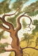 WILLIAM SKILLING (California 1862-1964) after WINTHROP - 4