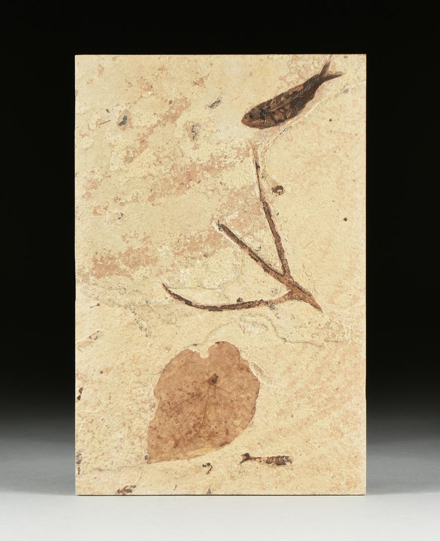 A FOSSIL, attributed to the EOCENE (56-33.9 Million (1 of 5)