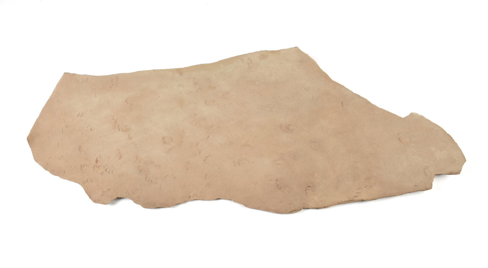 A FOOTPRINT FOSSIL SPECIMEN, ATTRIBUTED TO THE CENOZOIC (1 of 5)