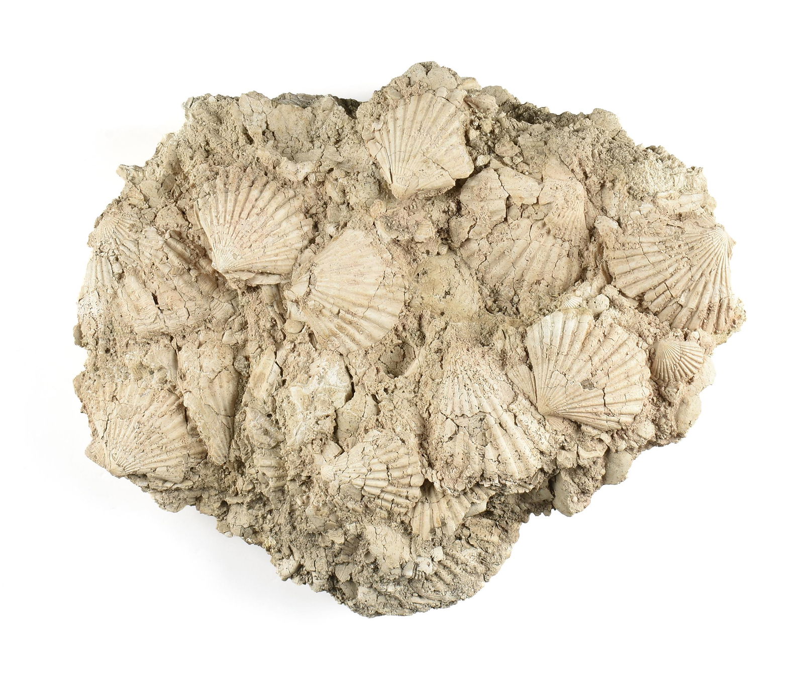 A SHELL CLUSTER FOSSIL, ATTRIBUTED TO THE CENOZOIC ERA (1 of 7)