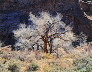 CHRISTOPHER BURKETT (American b. 1951) A PRINT,: CHRISTOPHER BURKETT (American b. 1951) A PRINT, "Cottonwood and Light, Utah 1987," on paper, signed L/R. 18" x 22 1/2"