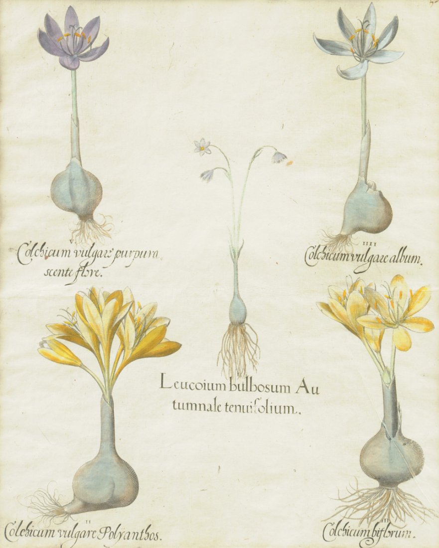 A FRAMED GERMAN HAND COLORED COPPER ENGRAVING AFTER BAS (1 of 7)