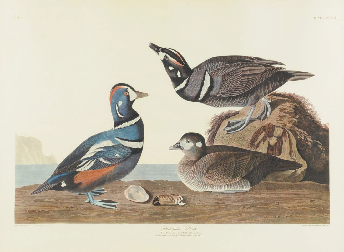after JOHN JAMES AUDUBON A PRINT (American 1785-1851) (1 of 10)