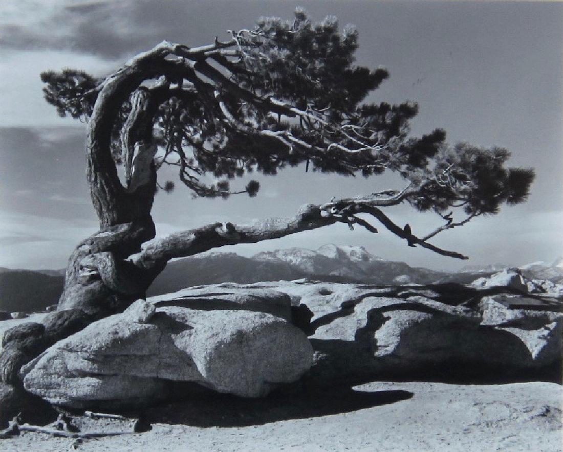 Ansel Adams, 'Jeffrey Pine-Sentinel Dome-Yosemite' (1 of 4)