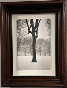 Jefferson Hayman (b. 1969) – Tree, Central Park – Signed & Numbered Photograph, 8/25