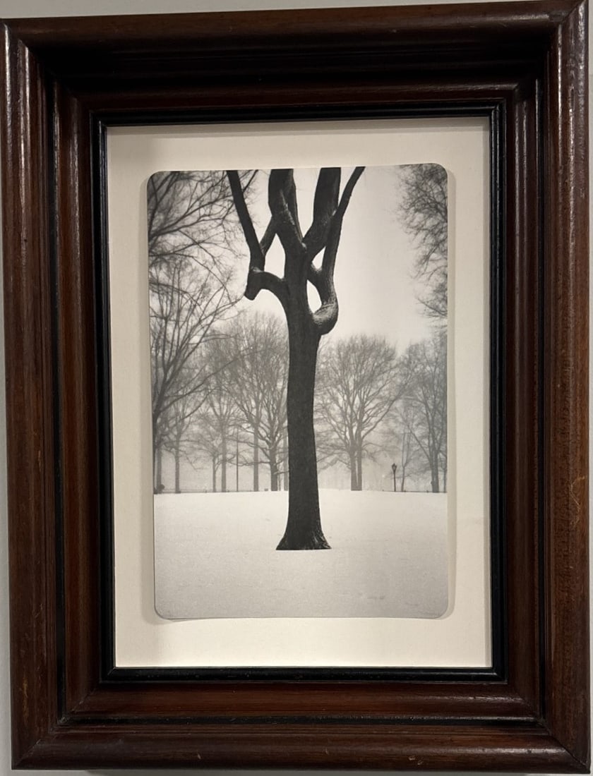Jefferson Hayman (b. 1969) – Tree, Central Park – Signed & Numbered Photograph, 8/25 (1 of 5)