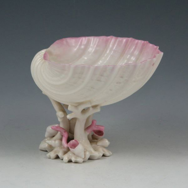 Belleek Cardium On Coral - 2nd Black
