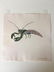 Walter Spies (Indonesia 1895-1942) Insect Study 1924 - 6