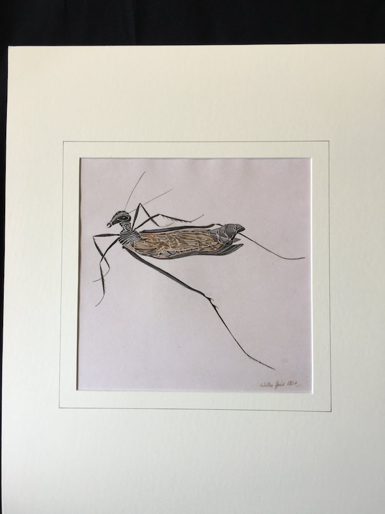 Walter Spies (Indonesia 1895-1942) Insect Study 1924 (1 of 7)