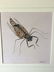 Walter Spies (Indonesia 1895-1942) Insect Study 1923 - 2