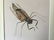 Walter Spies (Indonesia 1895-1942) Insect Study 1923 - 3