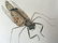 Walter Spies (Indonesia 1895-1942) Insect Study 1923 - 4