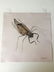 Walter Spies (Indonesia 1895-1942) Insect Study 1923 - 7