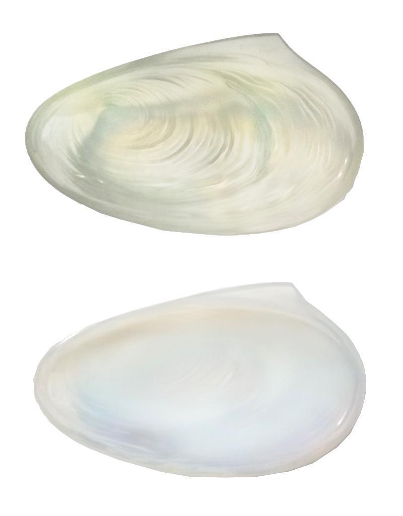 Two Sabino Paris Opalescent Glass Oyster Shell Dishes: Two oyster shell form opalescent dishes with Sabino Paris mark. Length: 5 3/4 inches Width: 3 3/8 inches. Weight: 3/4 lbs.