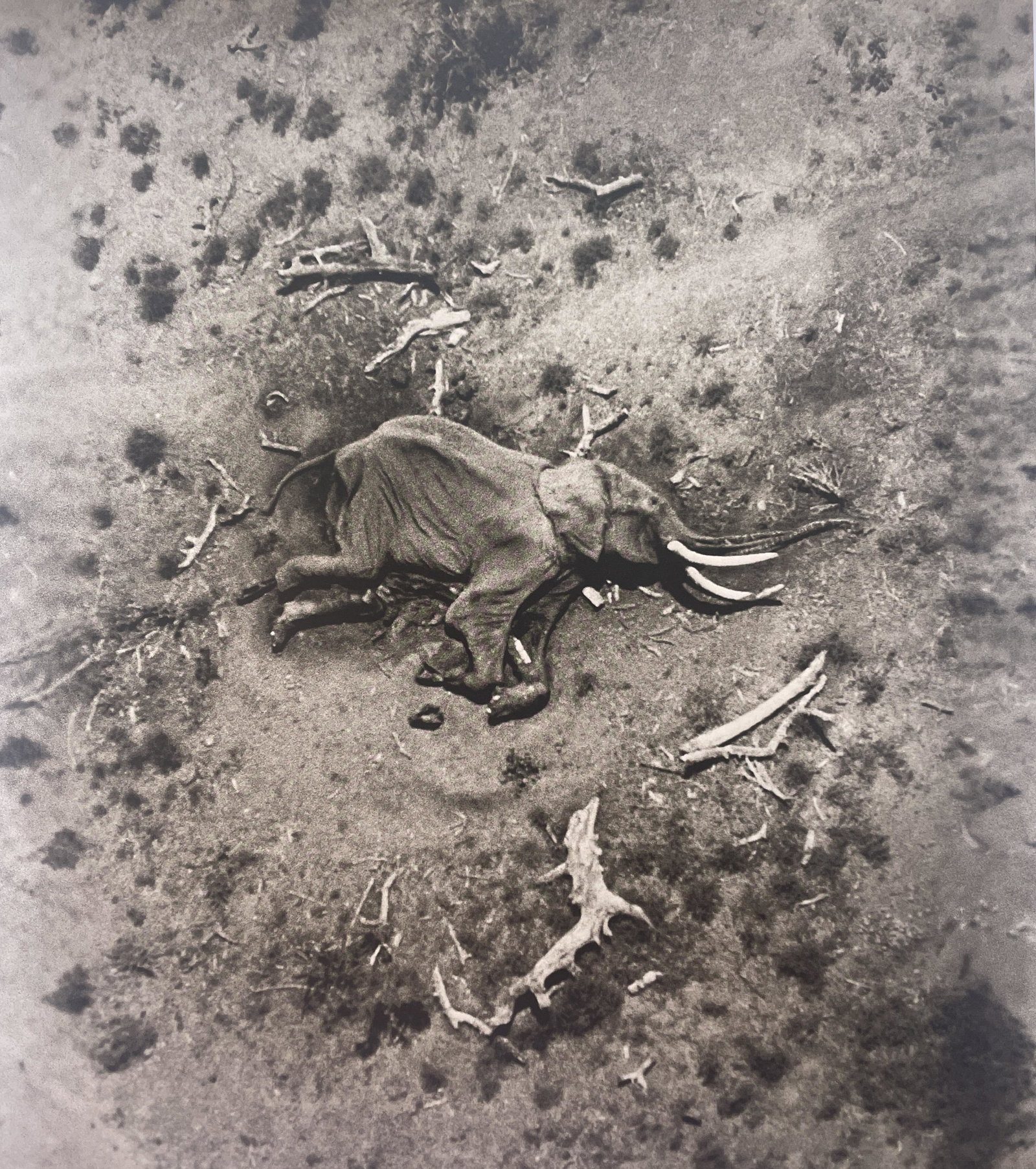 Peter Beard "Downed Elephant" Print: Peter Beard "Downed Elephant" Print. Mounted. Image (approx): 10.25 x 11.75.