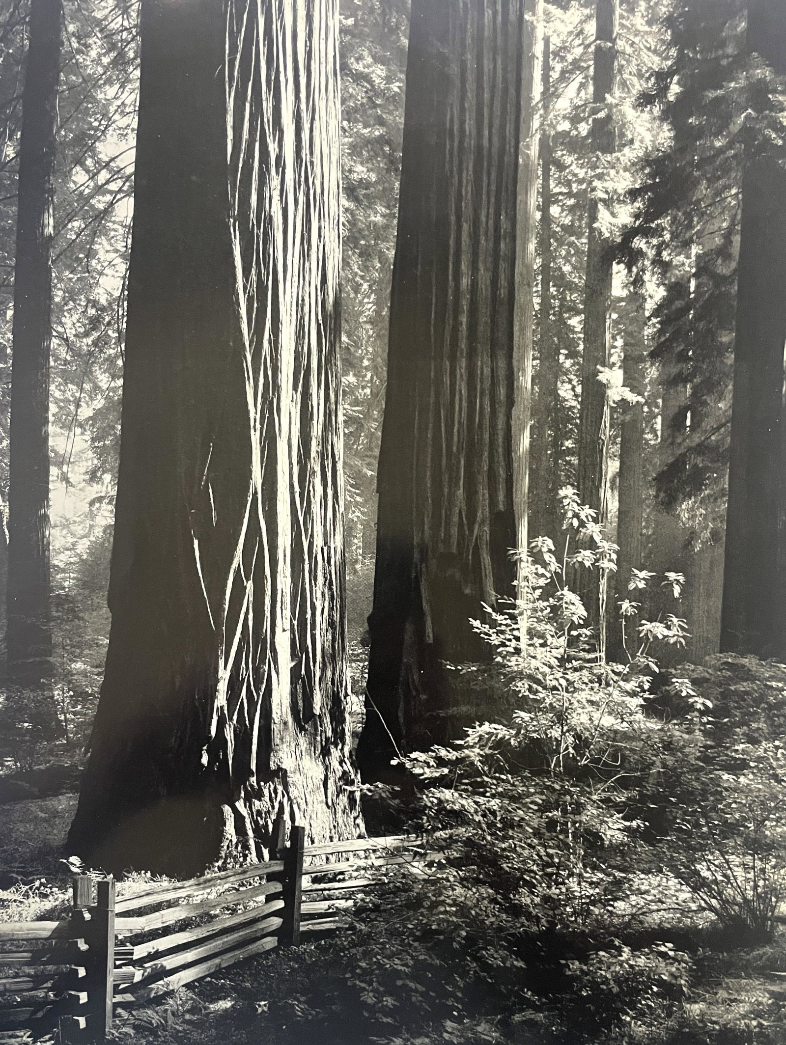 Ansel Adams "Trees" Vintage Print (1 of 5)