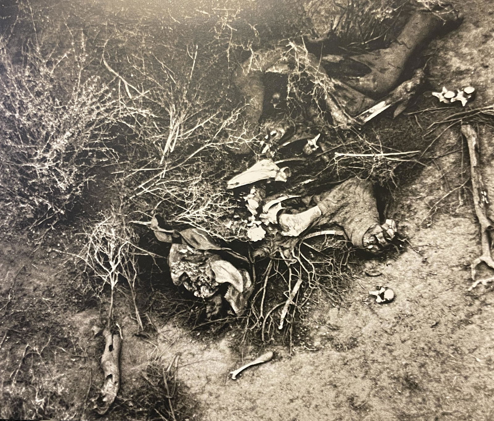 Peter Beard "Elephant Brutality" Print: Peter Beard "Elephant Brutality" Print Measures (approx): 10 x 11.75. Verso is blank. Mounted to archival quality paper.