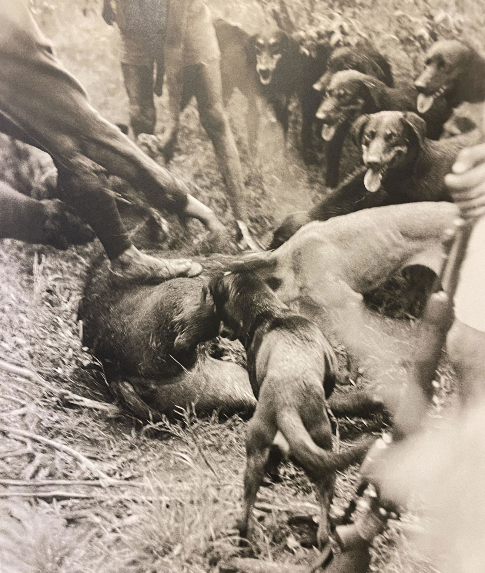 Peter Beard "Dog Fight" Print: Peter Beard "Dog Fight" Print Measures (approx): 11.75 x 10.25. Verso is blank. Mounted to archival quality paper.