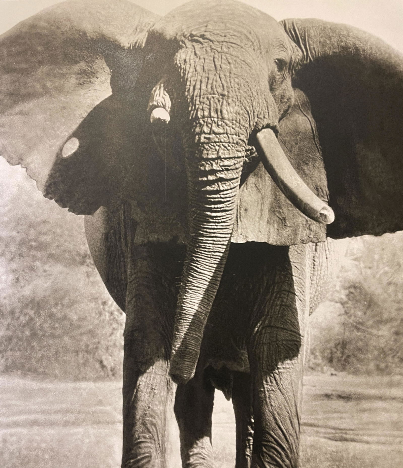 Peter Beard "Elephant" Print: Peter Beard "Elephant" Print Measures (approx): 11.75 x 10.25. Verso is blank. Mounted to archival quality paper.